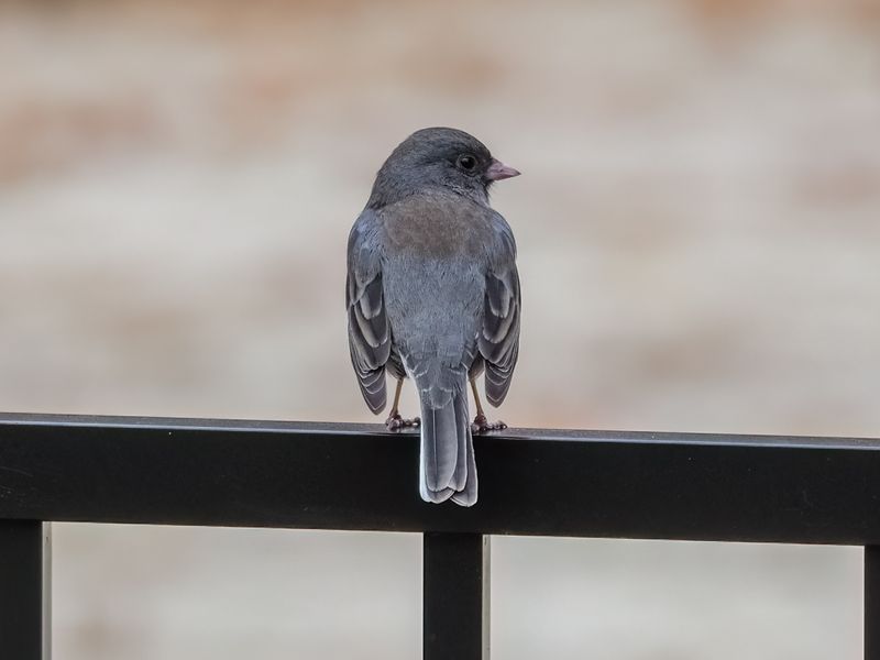Dark-eyed Junco