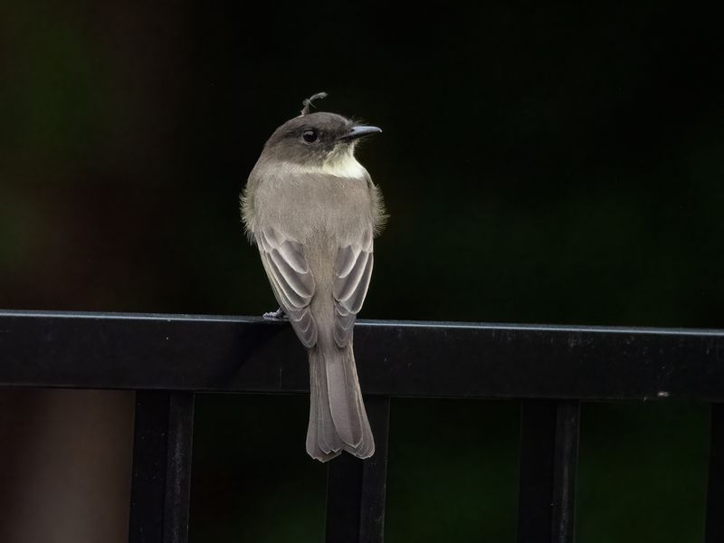 Eastern Phoebe