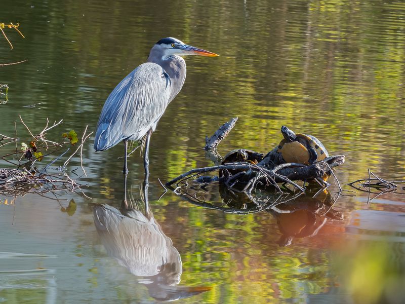 Great Blue Heron and Friends