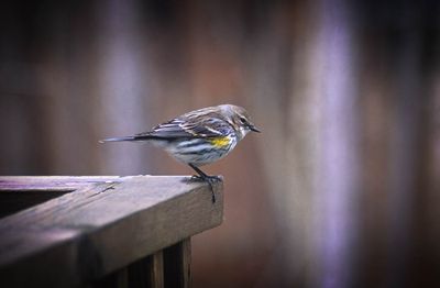 Yellow Rumped Warbler