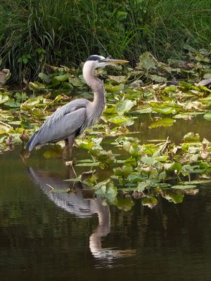 Great Blue Heron