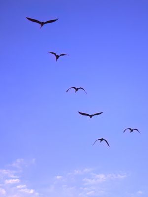 Shorebirds in Flight