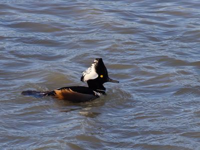 Hooded Merganser - Male