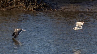 Ring-Billed Gull Chase