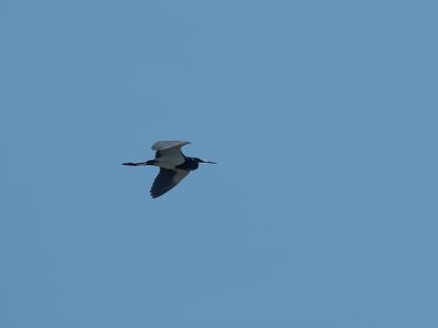 Tricolor Heron