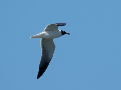 Laughing Gull