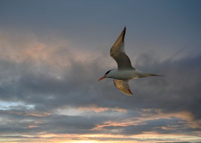 Royal Tern