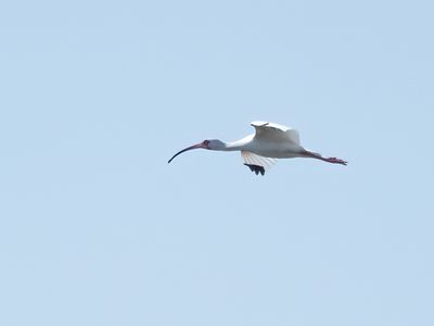 White Ibis