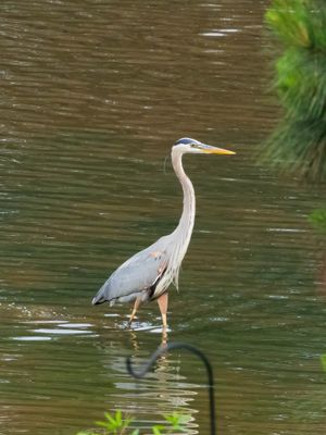Great Blue Heron