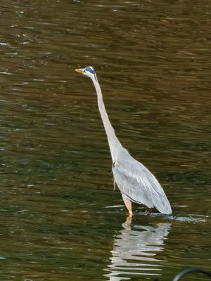 Great Blue Heron