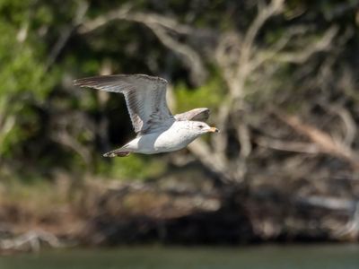 Ring Bill Gull