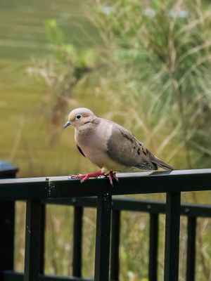 Morning Dove