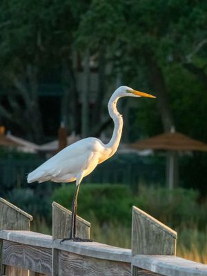 Great Egret 