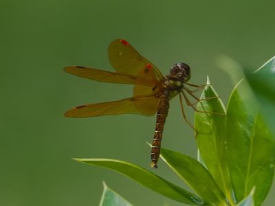 Eastern Amberwing