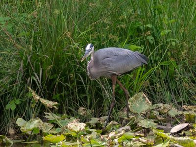 Great Blue Heron