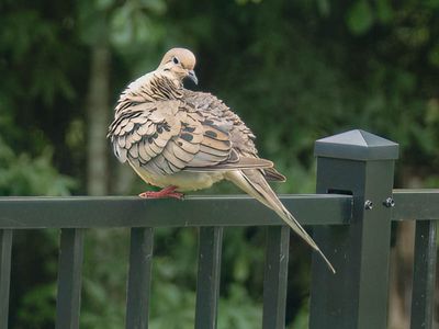 Mourning Dove 