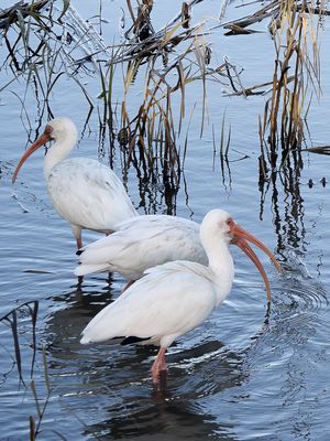 Ibis Group Feeding 
