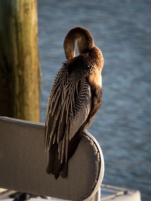 Anhinga