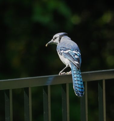 Blue Jay