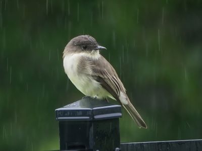 Eastern Phoebe