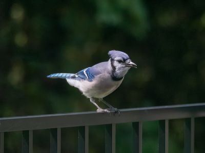 Blue Jay