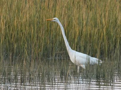 Great Egret