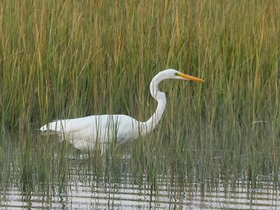 Great Egret