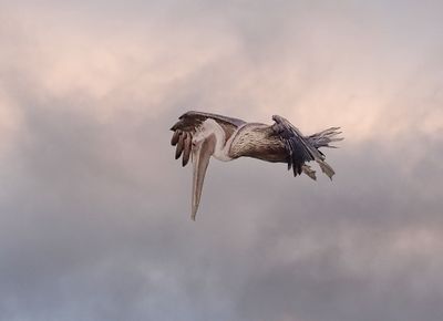 Brown Pelican