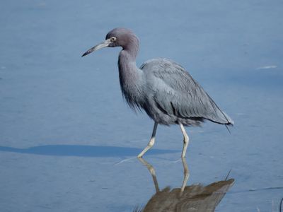 Birds