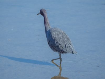 Little Blue Heron