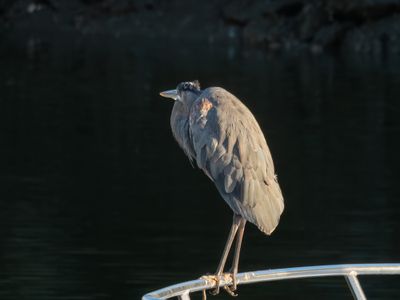 Great Blue Heron