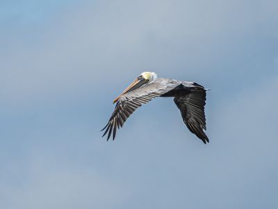 Brown Pelican
