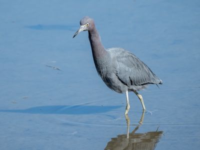 Little Blue Heron
