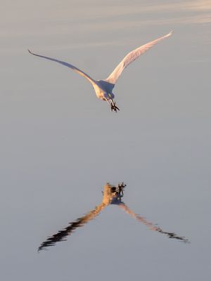 Great Egret