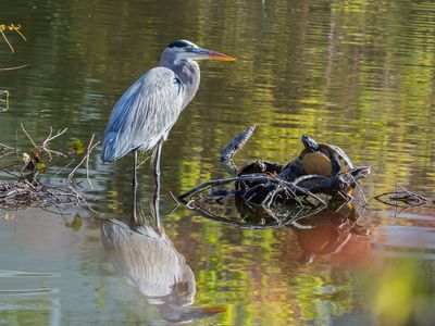 Great Blue Heron and Friends