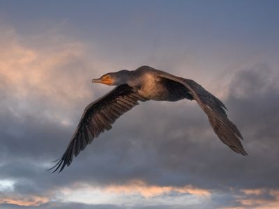 Double Crested Cormorant