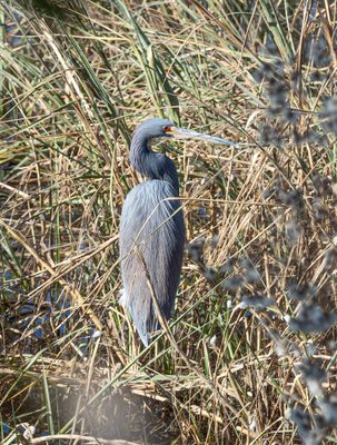 Tri Color Heron