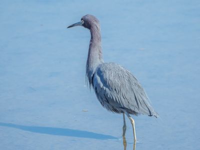 Little Blue Heron