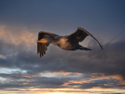 Double Crested Cormorant