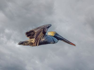 Brown Pelican