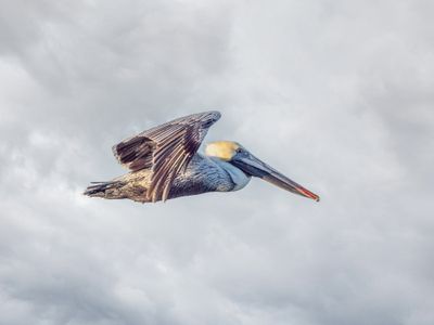 Brown Pelican