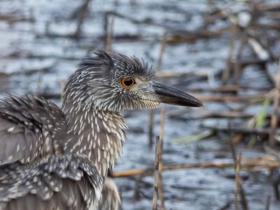 Yellow Crowned Night Heron