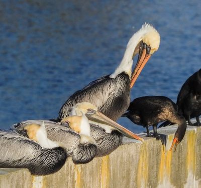 Pelicans