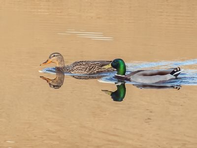 Mallards