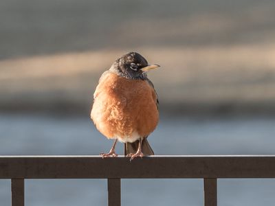 Male American Robin