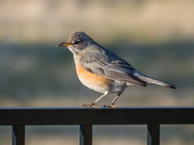 Female American Robin