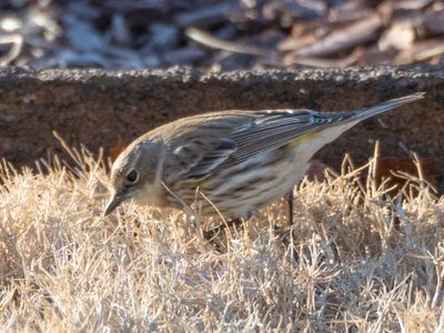 Yellow-rumped Warbler