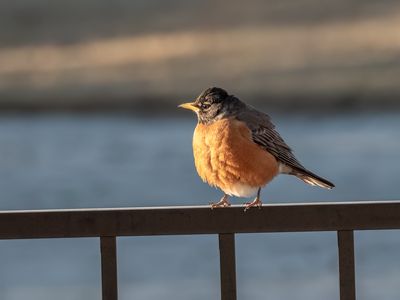Male American Robin