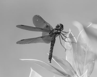 g13/20/42620/3/175288029.f3d1aeff.JPEG