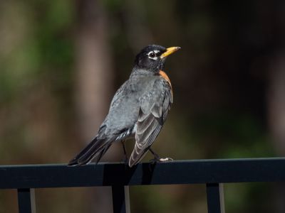 Male American Robin